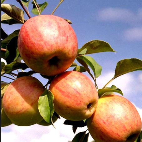 Сорт яблок Курнаковское в Кромские сады Орловской области